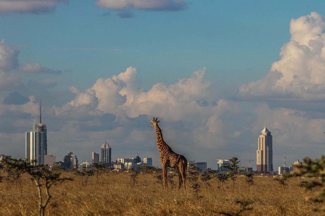 پارک ملی کنیا